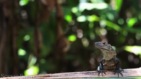 Jungle Wildlife In 4K - Animals That Call The Jungle Home | Rainforest | Scenic R...