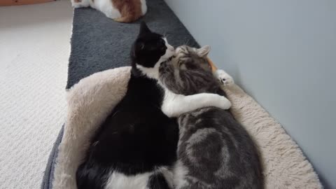 Cats cuddling quickly turns into fight