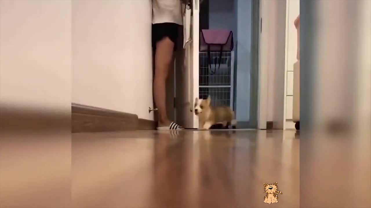 ⚠️ WARNING ⚠️ CUTE PETS GONE ANGRY ✨