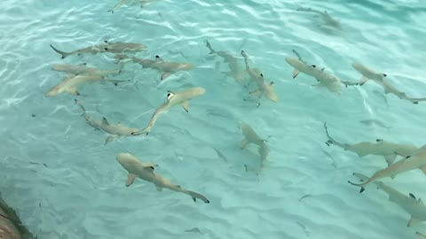 This is soo cute..😍😍 Baby Sharks around me..😍😍