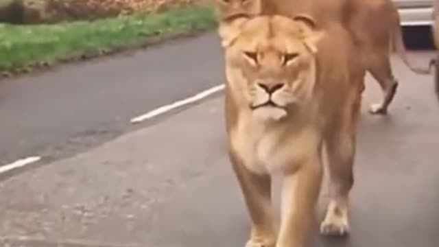 Wow imagine this happened to you 😱🦁