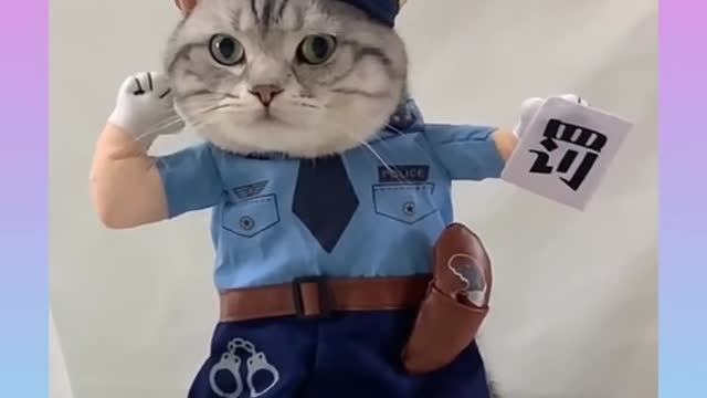 Cute and funny cat