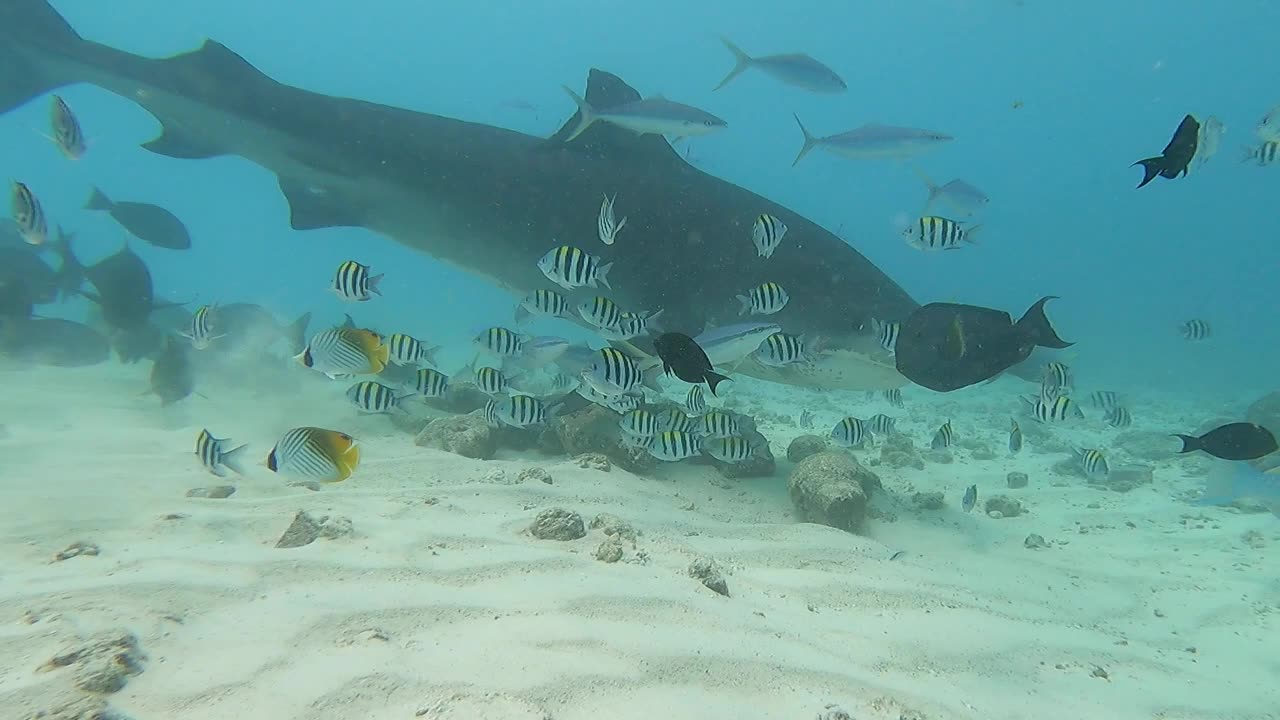 watching a shark 🦈