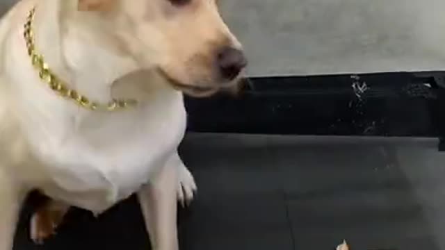 Try not to laugh with this dog so cute and funny dog