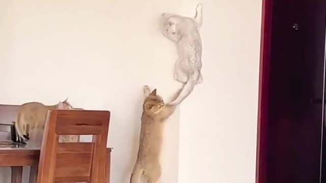spiter cats