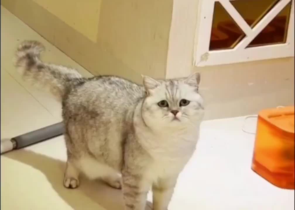 Psychopathic Cat Who Assassinated His Cat Friend Entering the Room