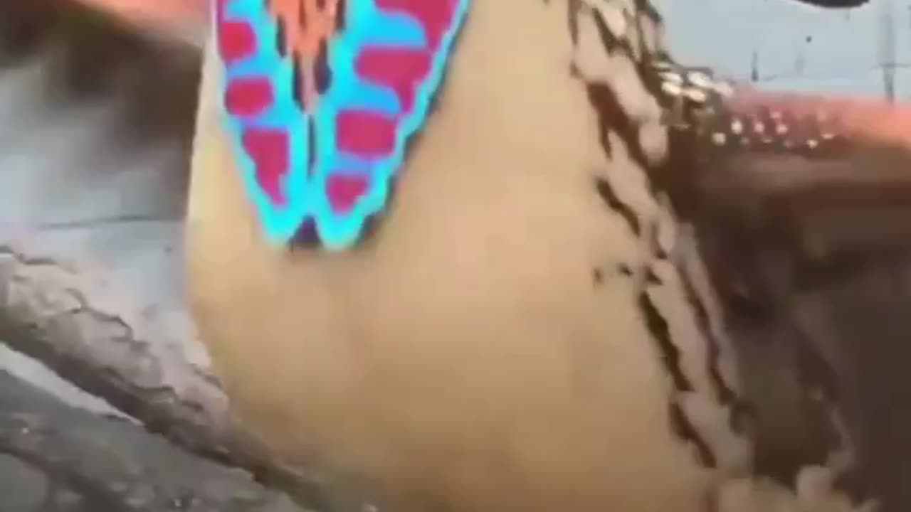 name the bird