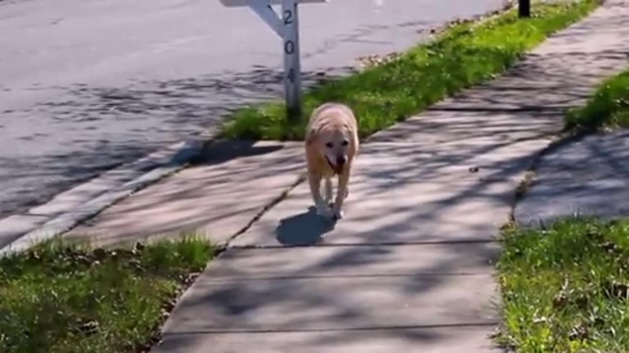 The Last Day Saying Goodbye To My Family Dog