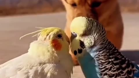 😘 Don't watch. You're too young for that. 😁