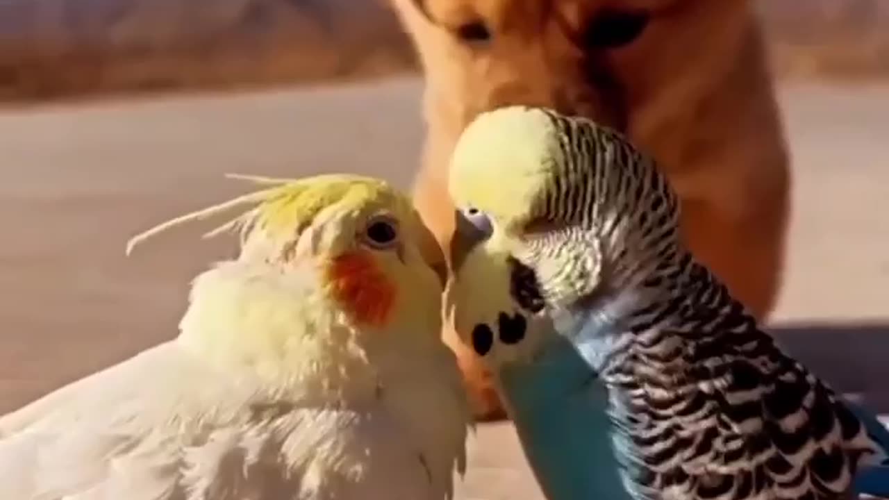 😘 Don't watch. You're too young for that. 😁