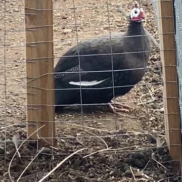 Guinea Fowl - THE most annoying bird...EVER! 05.2022
