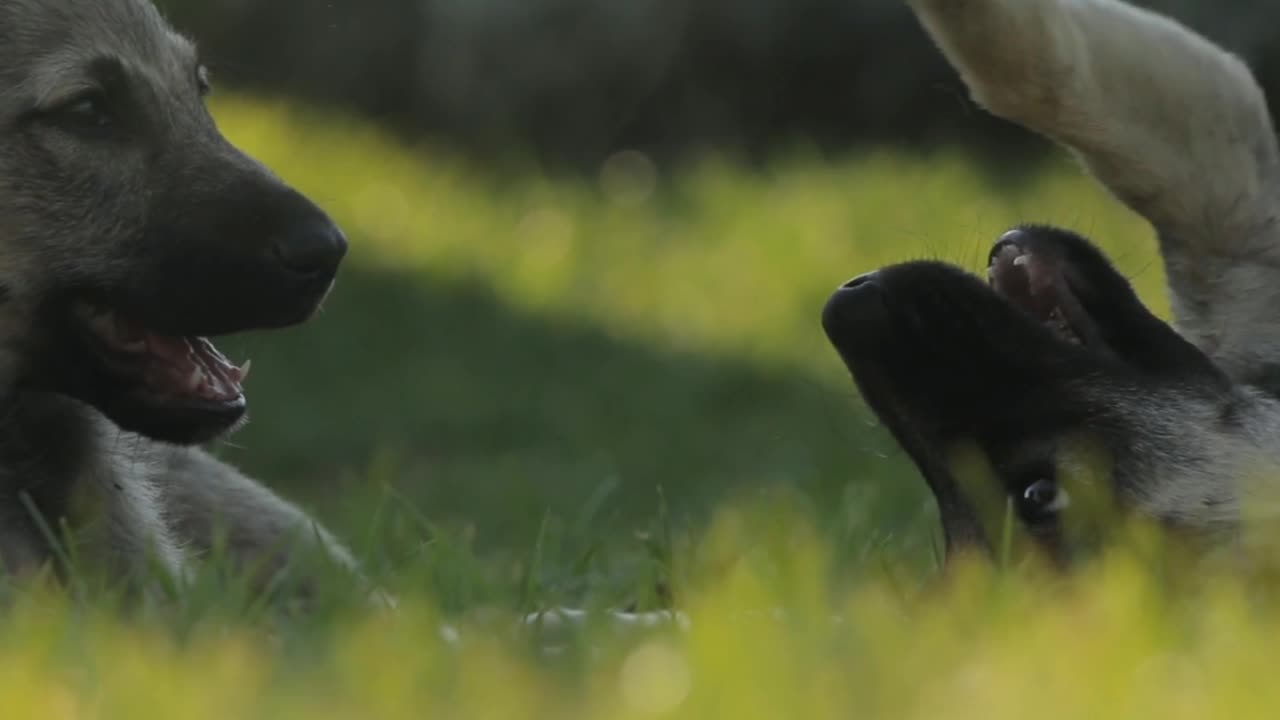 Beautiful Dogs playing in tha garden