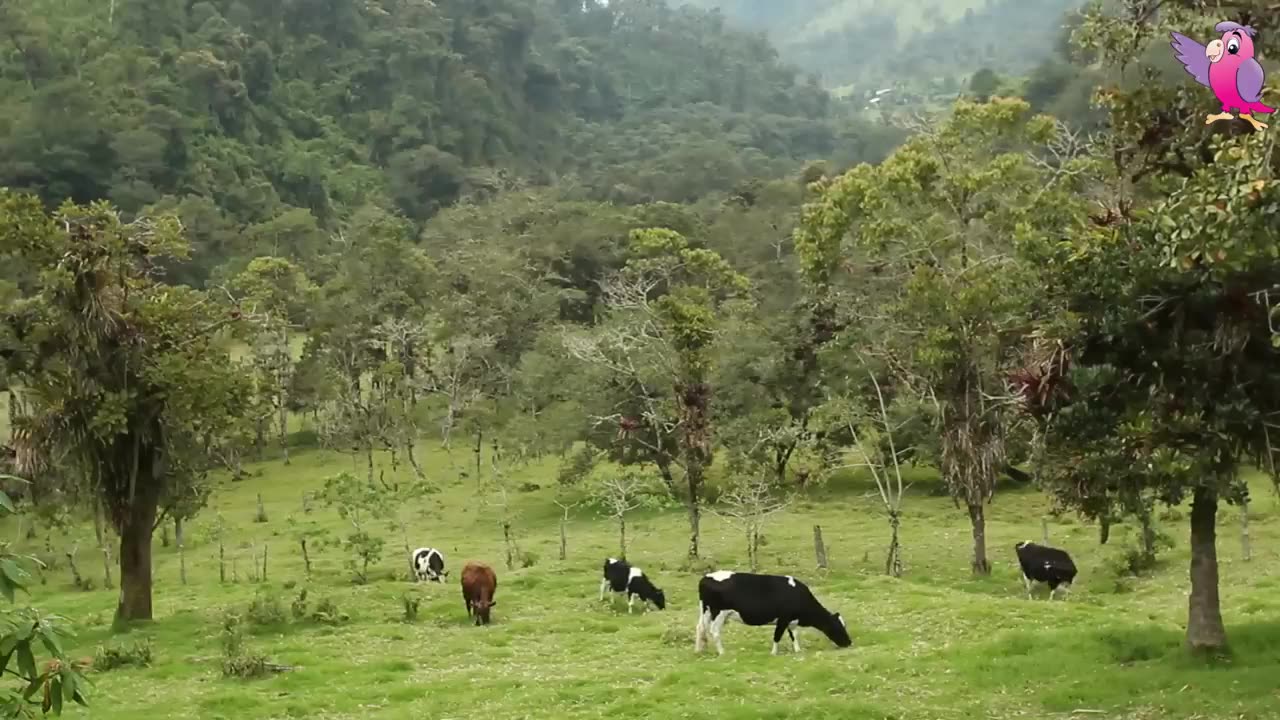 COW VIDEO 🐮🐄 COWS MOOING AND GRAZING IN A FIELD 🐄🐮