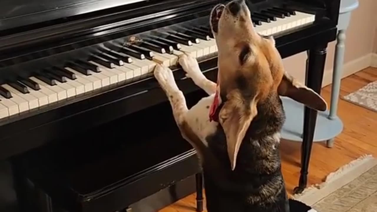 Dog playing piano