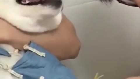 Funny animal