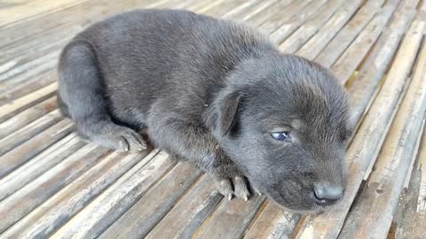 so beautiful black puppy