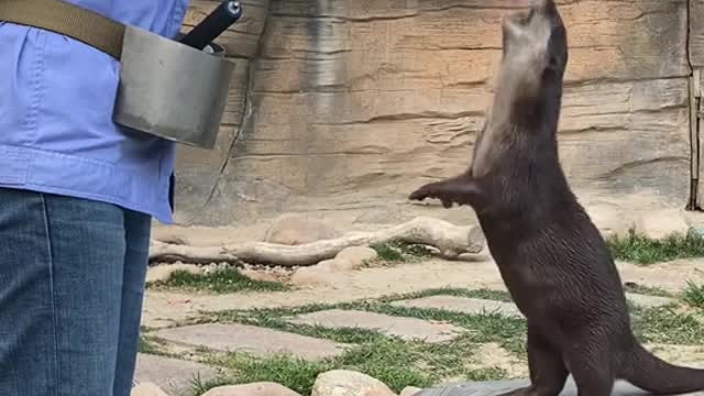 Otters