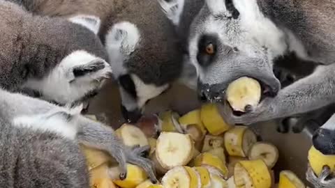 lemurs