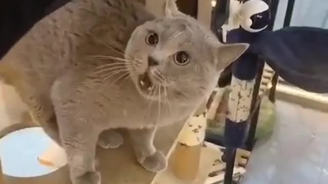 Cat Funny | Cat Cute videos | Cat Funny Videos #Don't try to hold back Laughter