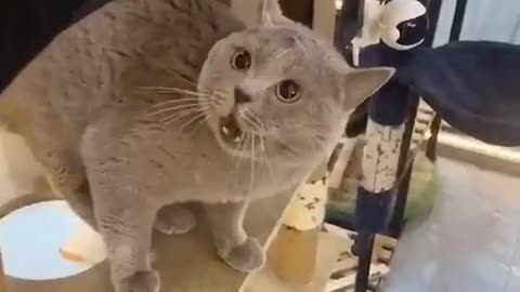 Cat Funny | Cat Cute videos | Cat Funny Videos #Don't try to hold back Laughter