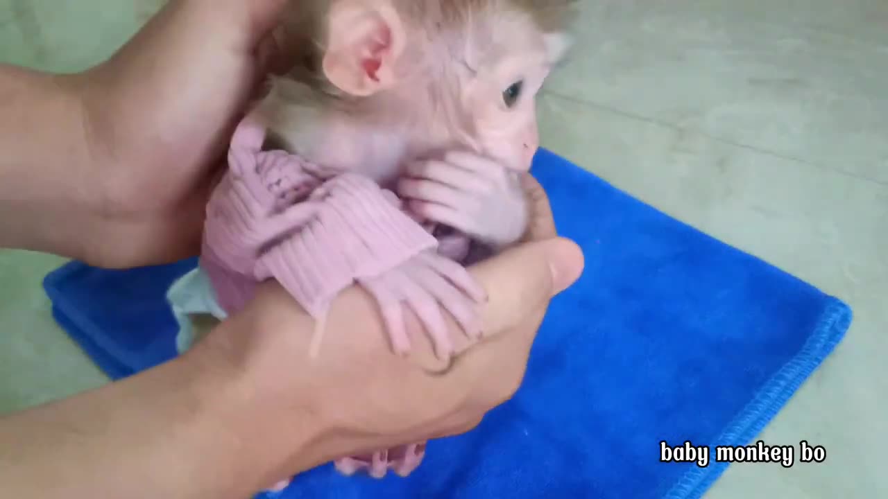 Baby monkey first day wearing diapers