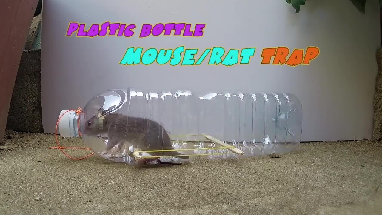 Water_bottle_Mouse_Rat_Trap Trix