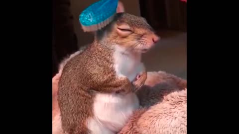 Cute Squirrel wants some Brushing Relaxing and Funny animal video