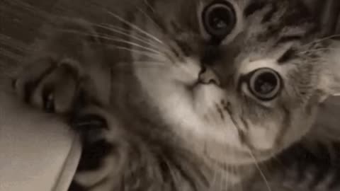 Cute Cat Gif
