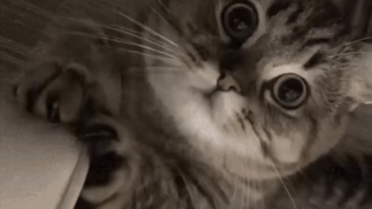 Cute Cat Gif