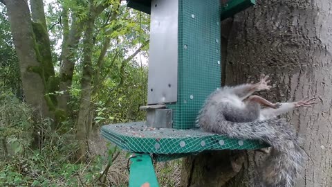 GREY SQUIRREL CONTROL USING FX MAVERICK