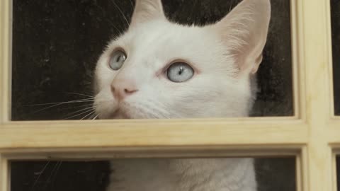 Meditate on the beauty of this white cat