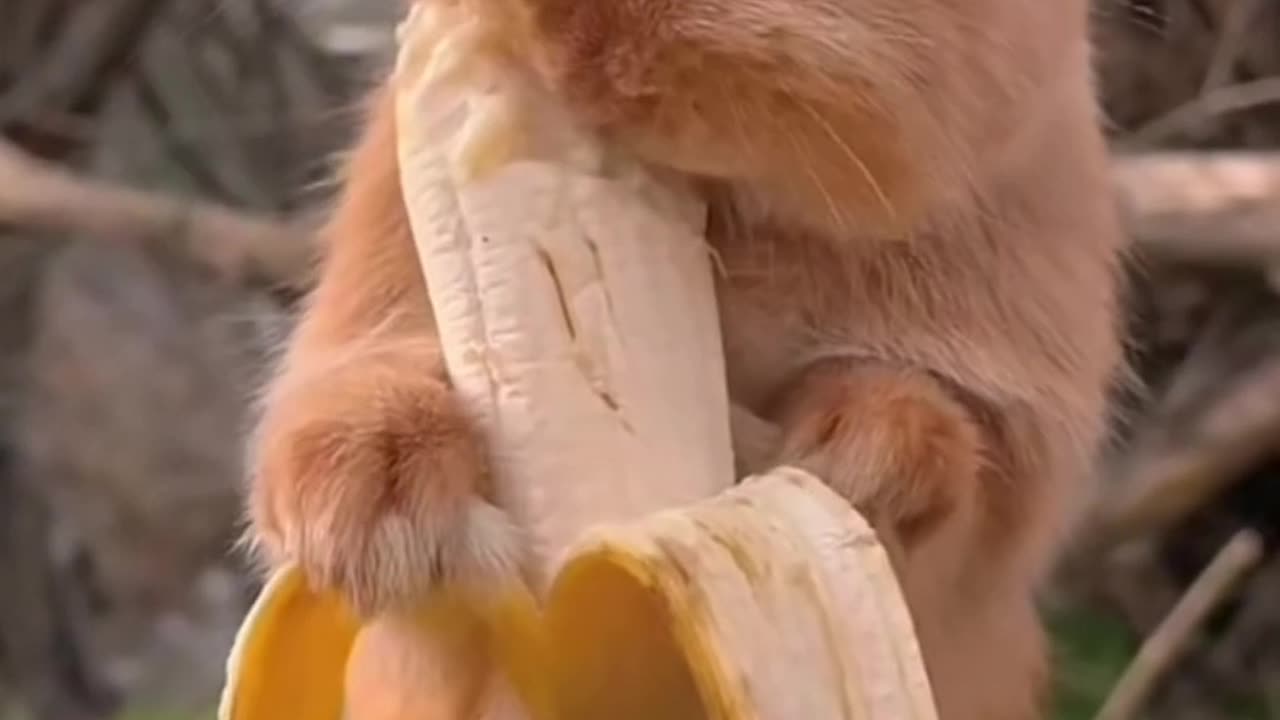 Bunny eating a banana 🍌🍌🐇