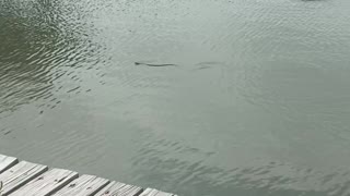 Alligator Hunts Snake Swimming in Canal