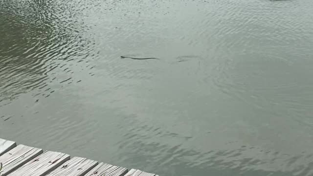 Alligator Hunts Snake Swimming in Canal