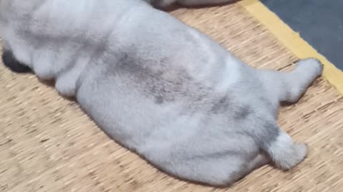 H dog 🐶 female cute babys