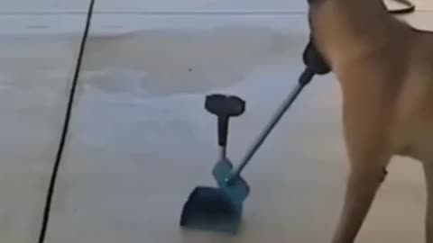 Dog self dependent 😂