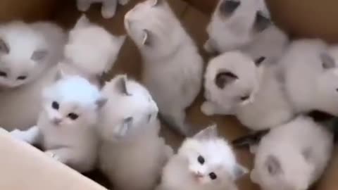 The Cutest Puppies Ever! You Won't Be Able to Resist These Adorable Fur Balls