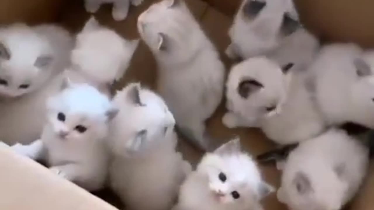 The Cutest Puppies Ever! You Won't Be Able to Resist These Adorable Fur Balls