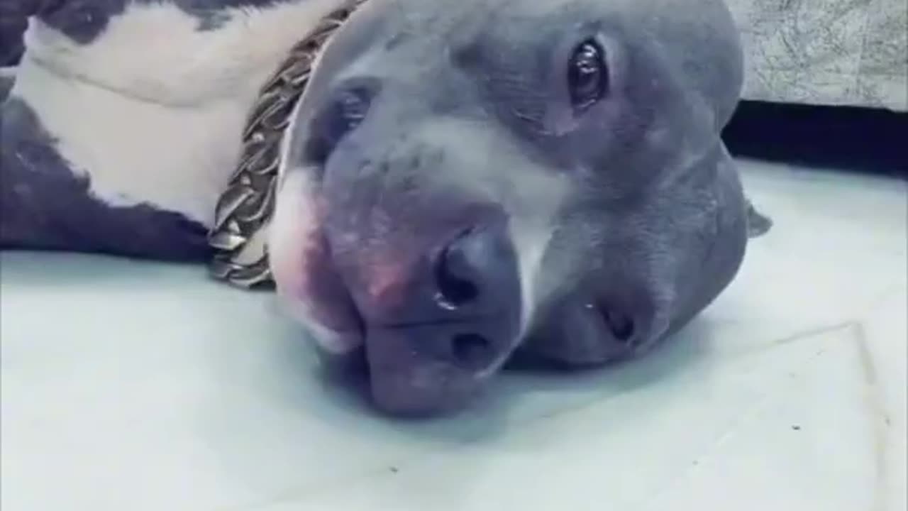 #Pets#pets#dog#cutedog#dogfunnyvideo#petvideo#rumble#shorts#gym#hot#rumblevideo