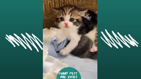 funny & Cute Animals - The FUNNIEST & CUTEST Animals EVER!