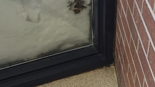 Bunny Rescued From Being Buried in Snow