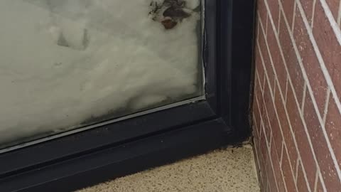 Bunny Rescued From Being Buried in Snow