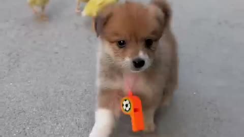 Puppies and ducklings having fun . A beautiful moment