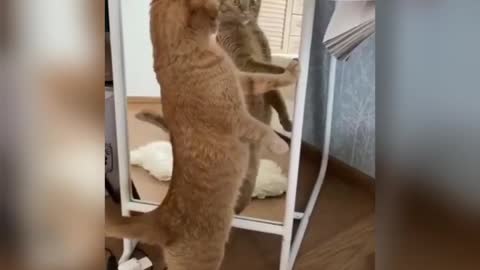 Funny Cats try not to laugh 😹😹