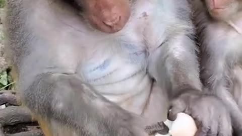 See how a monkey eats eggs