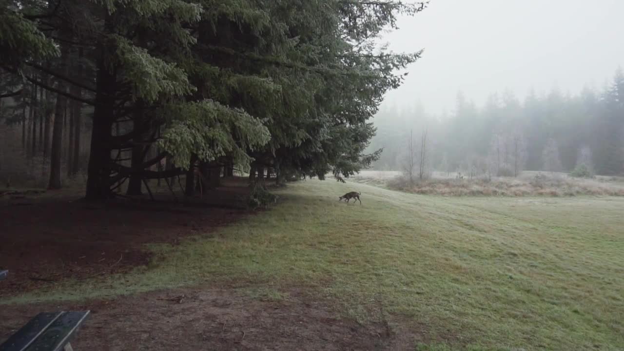 Dog running in the meadow