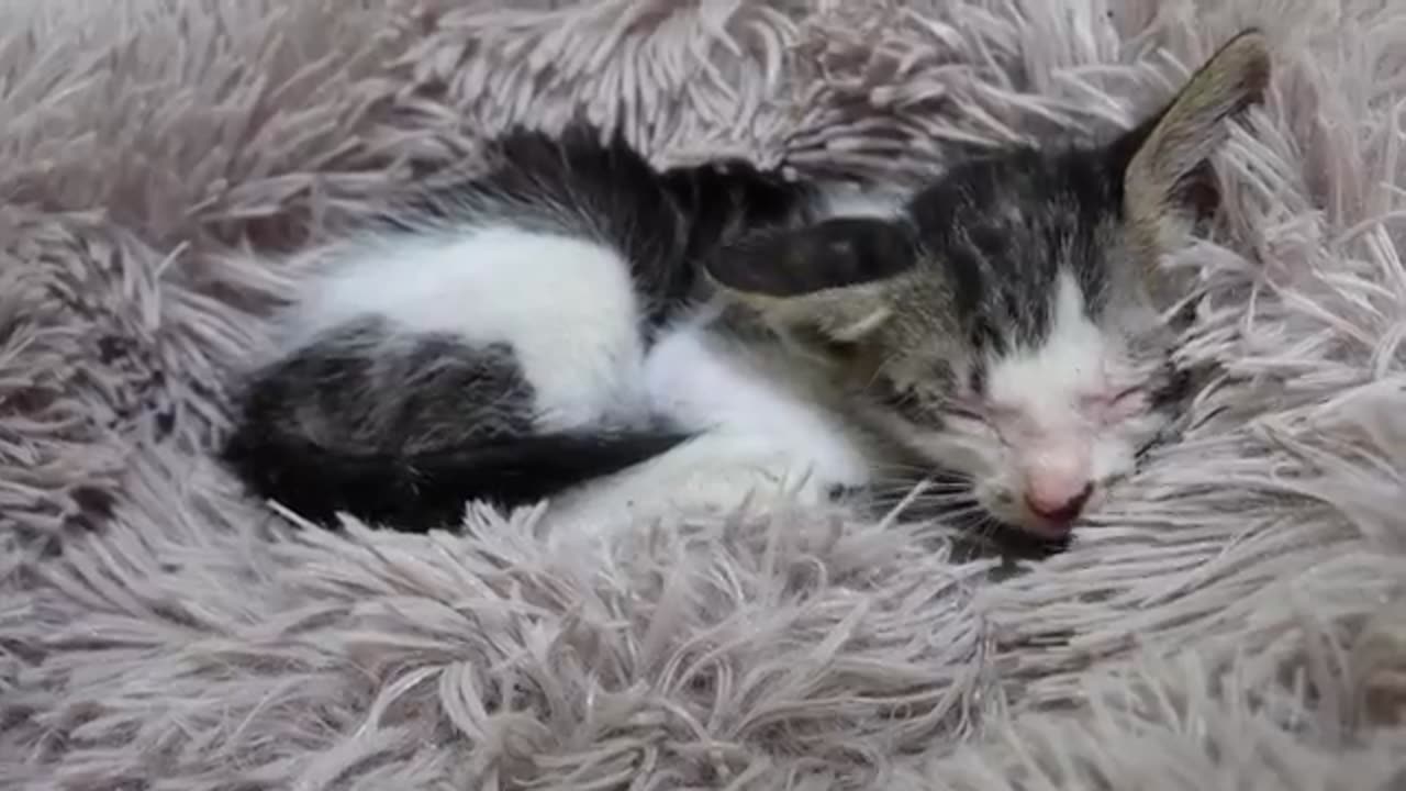 The kitten was wary and scared of passersby, I adopted it and gave it a dream home