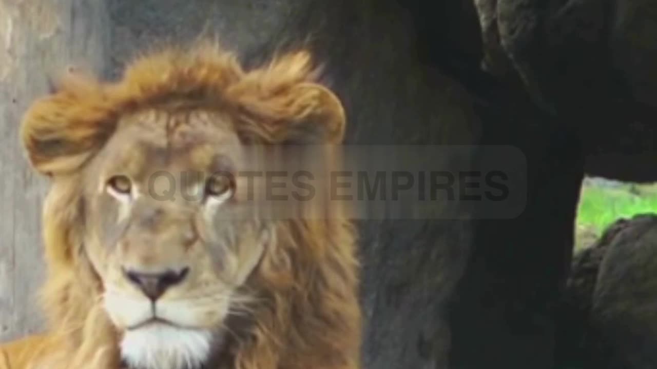 Echoes of the Cape Lion A Forgotten Legacy #lion #capelion #wildlife