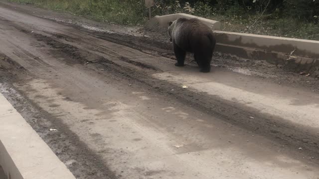 Bear Bluff Charges Fishermen while Crossing Bridge