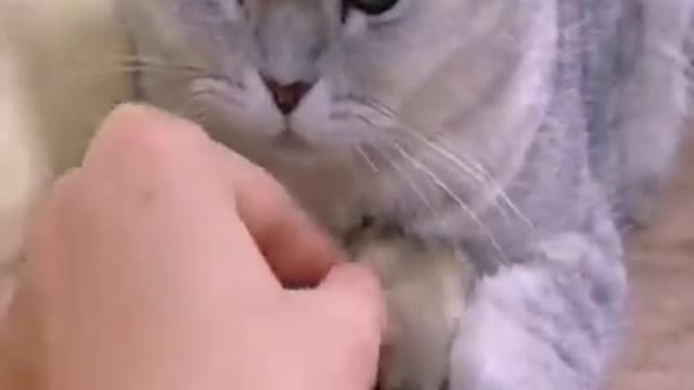 Funny animal video